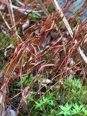 Atrichum altecristatum