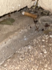 Latrodectus mactans