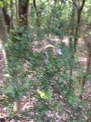 Podocarpus