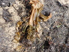 Undaria pinnatifida