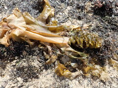 Undaria pinnatifida