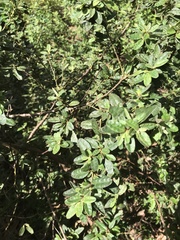 Correa glabra