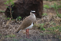 Vanellus coronatus