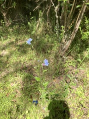 Cynoglossum australe