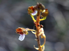 Eulophia micrantha