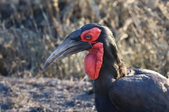 Bucorvus leadbeateri
