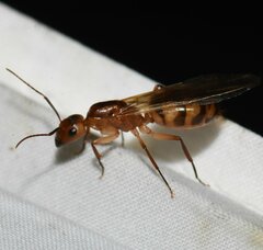Camponotus zonatus