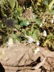 Florestina tripteris