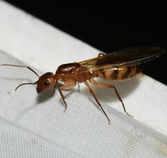Camponotus zonatus