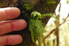 Notogrammitis heterophylla