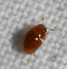 Phalacridae