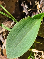 Chiloglottis valida