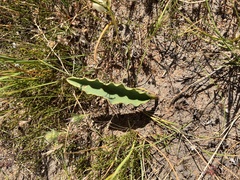 Eriospermum lanceifolium
