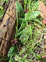 Chiloglottis valida