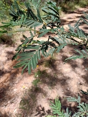 Acacia irrorata