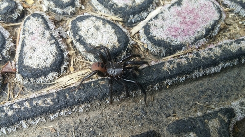 Pacific Foldingdoor Spider photo 5