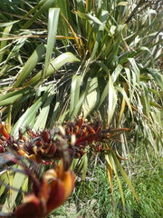 Phormium