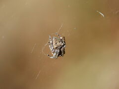 Araneus bicentenarius