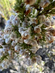 Erica glomiflora