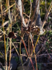Anemone cylindrica
