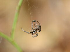 Araneus bicentenarius
