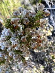 Erica glomiflora