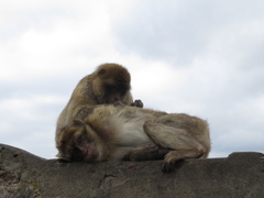 Macaca sylvanus