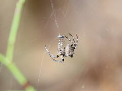 Araneus bicentenarius
