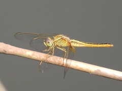 Crocothemis servilia