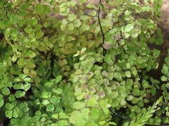 Adiantum