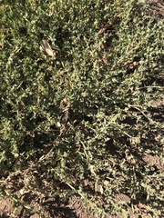 Atriplex elegans
