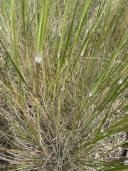 Austrostipa semibarbata
