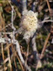 Anemone cylindrica