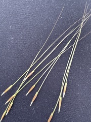 Austrostipa semibarbata