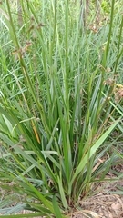 Dianella tasmanica