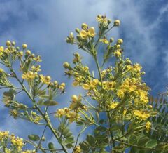 Senna siamea