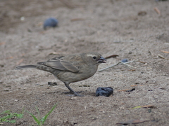 Molothrus bonariensis