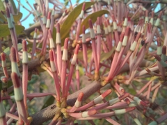 Lorantheae