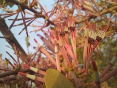 Lorantheae