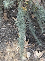 Artemisia palmeri
