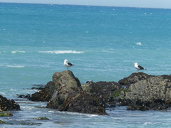 Larus dominicanus dominicanus