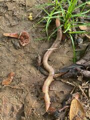 Lumbricus