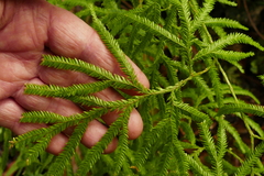 Lycopodium volubile