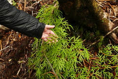 Lycopodium volubile