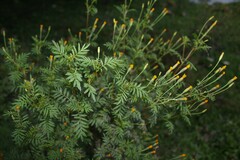 Tagetes verticillata