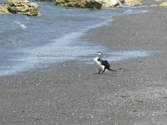 Phalacrocorax varius varius