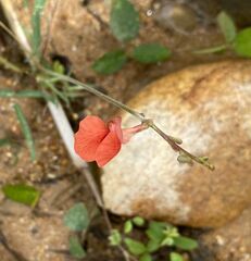 Macroptilium gibbosifolium