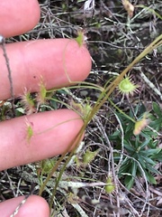 Drosera auriculata