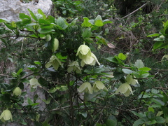 Clematis cirrhosa