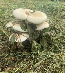 Agaricus arvensis